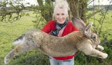الغارديان: سرقة أضخم أرنب بالعالم في بريطانيا ومكافأة قدرها ألف جنيه استرليني لمن يعيده