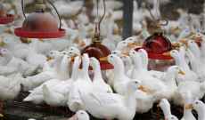 تحديد حالة جديدة مشتبه بإصابتها بإنفلونزا الطيور شديدة العدوى في كوريا الجنوبية