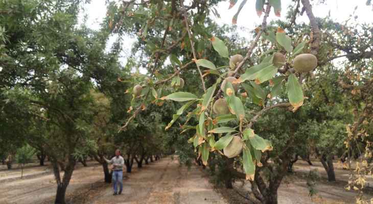 مجهولون قطعوا وسرقوا 40 شجرة من اللوز في خراج بلدة نحلة في بعلبك